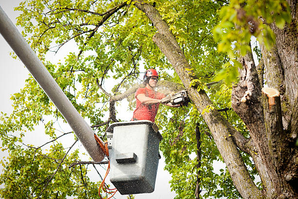 Best Tree Trimming Near Me  in Alton, TX